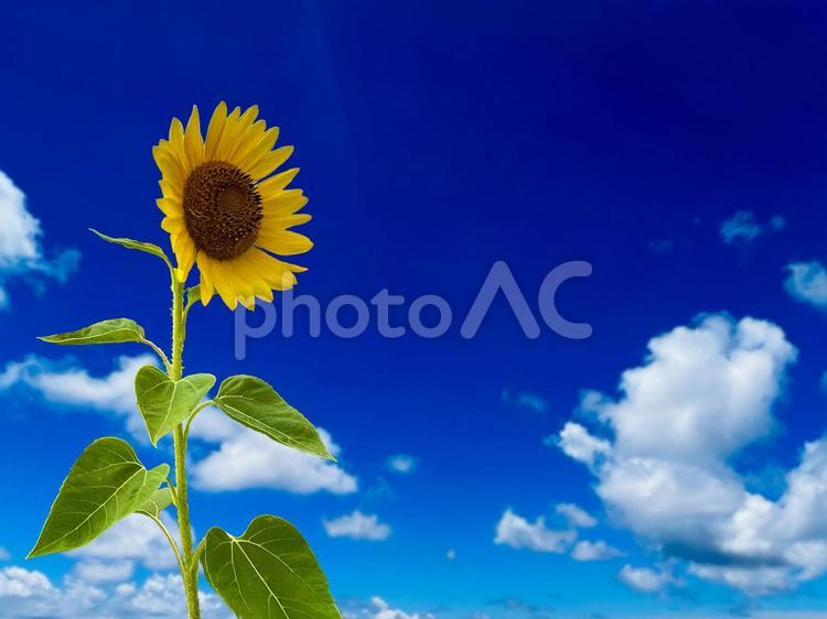 ひまわりと空（切抜きPSD） ひまわり,ひまわり畑,四季の写真素材