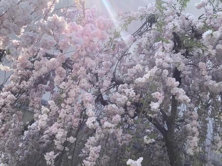 京都の桜2 京都の桜2の写真