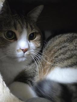 真夜中の猫 真夜中の猫の写真