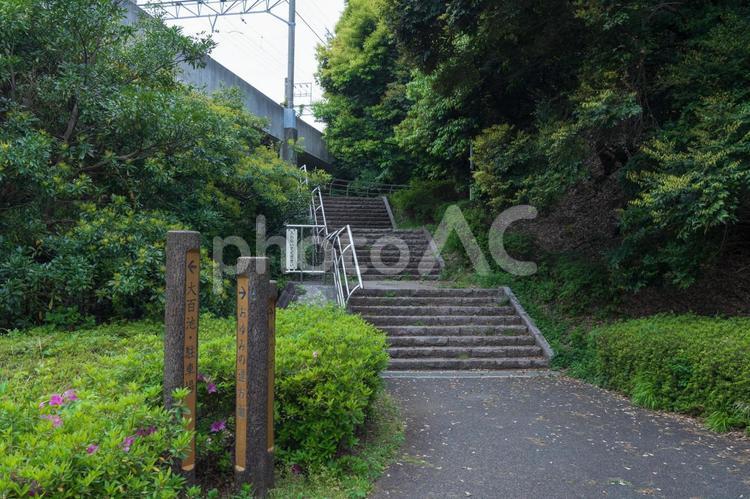 大百池公園の階段 大百池公園,階段,森の写真素材