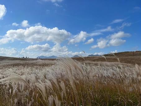 黄金の曽爾高原 秋,紅葉,季節の写真素材