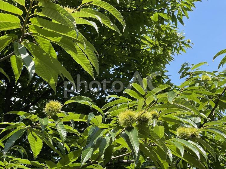 栗の木 くり,イガ,夏の写真素材
