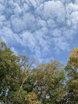 秋の青空 秋の青空の写真