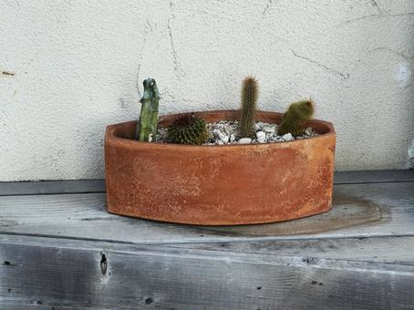 サボテン サボテン,多肉植物,鉢植えの写真素材