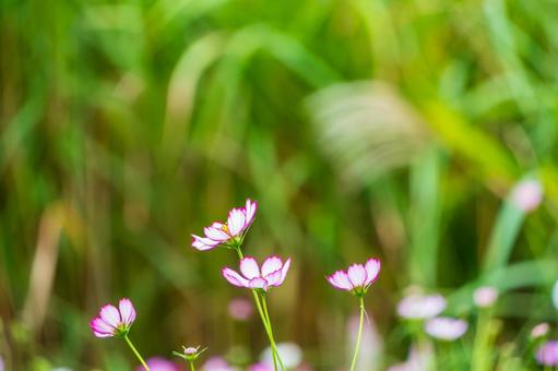秋の陽射しを受けるコスモスの群れの写真