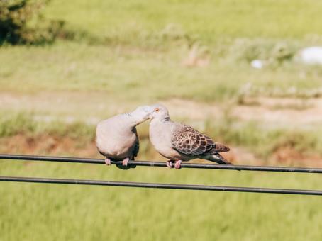 君の首筋がとても綺麗です 君の首筋がとても綺麗ですの写真