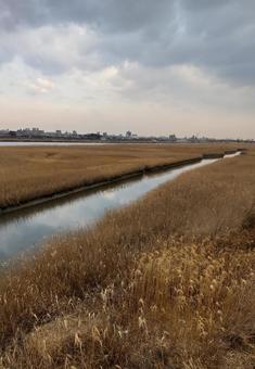 朝の散歩風景 朝の散歩風景の写真