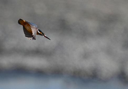ダイブしていくカワセミ ダイブしていくカワセミ カワセミ,野鳥,飛翔の写真素材