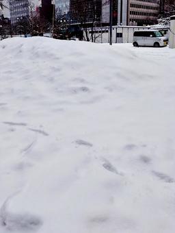 雪 雪の写真