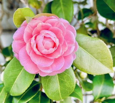 Camellia, JPG