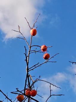 実りの秋 柿,木,自然の写真素材