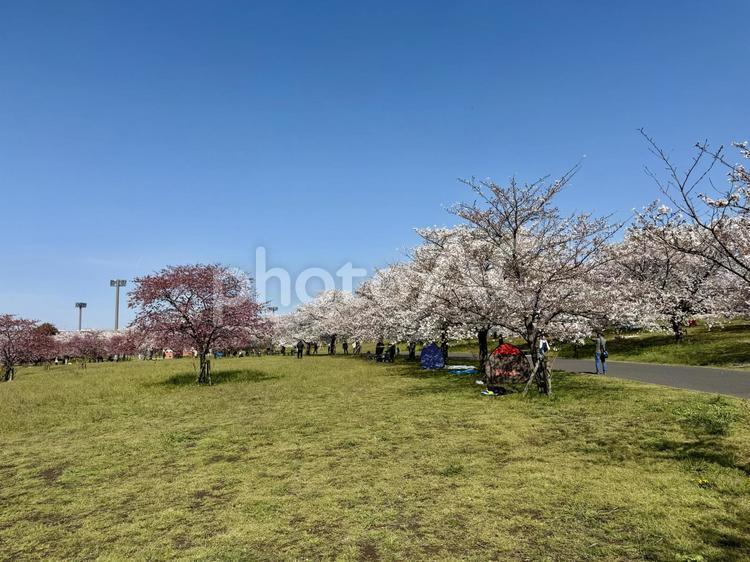 春の舎人公園 原っぱ,遊歩道,ジョギングの写真素材