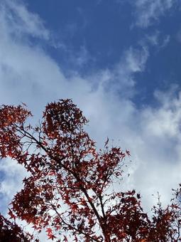 紅葉と秋の空 紅葉と秋の空の写真