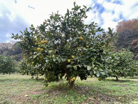 レモンの木 レモンの木,レモン畑,瀬戸内レモンの写真素材