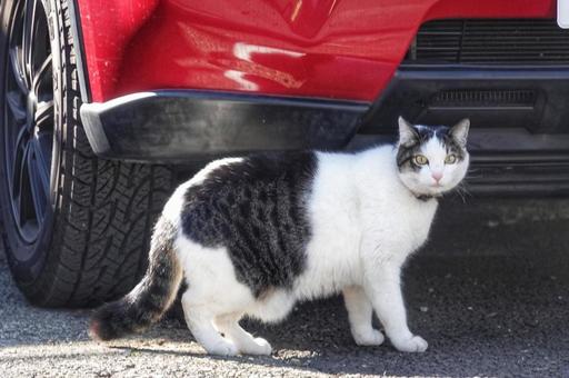 ネコの日の猫3 ネコの日の猫3の写真