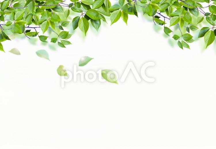 初夏の新緑　風に舞う葉　背景素材 新緑,葉,グリーンの写真素材