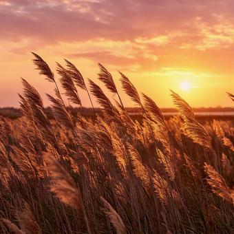 夕日の光に包まれるススキ原 夕日の光に包まれるススキ原の写真