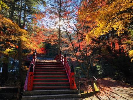 紅葉 もみじ 秋 紅葉 もみじ 秋 の写真