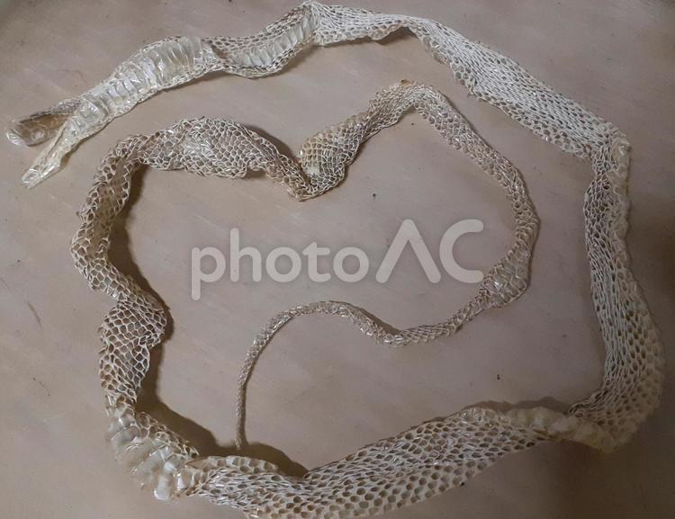 蛇の抜け殻 蛇の抜け殻 蛇,へび,ヘビの写真素材