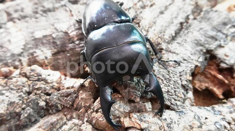アルキデスヒラタクワガタ　雄 クワガタ,昆虫,クワガタムシの写真素材