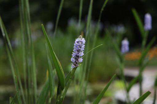 池辺のミズアオイの薄紫 ミズアオイ,水葵,花の写真素材