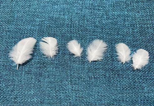 Photo, bird's feather, bird, feather, 