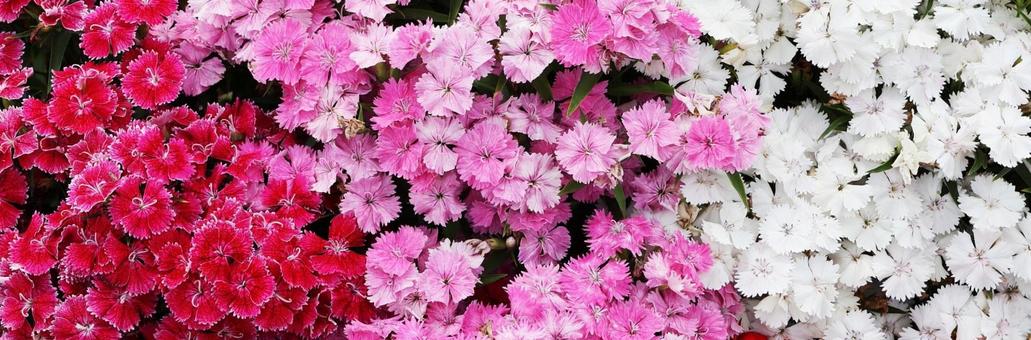 ナデシコ18(ヘッダーサイズ) ナデシコ18(ヘッダーサイズ) ナデシコ,散策,花畑の写真素材