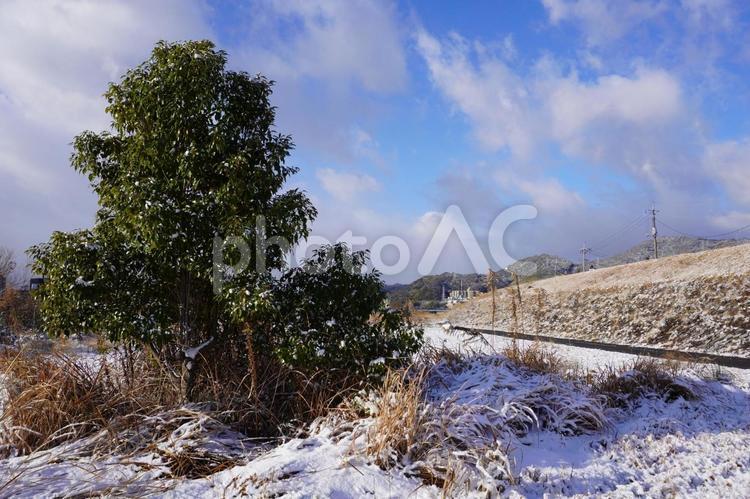 雪の日の木と青空と白い雲 青空,風景,空の写真素材