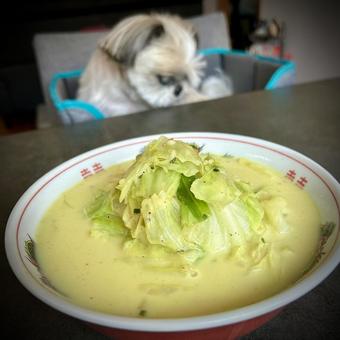 キャベツラーメンと愛犬 旦那飯,男の料理,手料理の写真素材