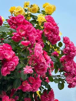 ピンクと黄色の薔薇 ピンクと黄色の薔薇 薔薇,花,ピンクの写真素材