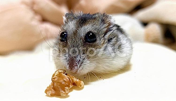 胡桃を食べてるジャンガリアンハムスター5 クルミ,ジャンガリアンハムスター,ハムスターの写真素材