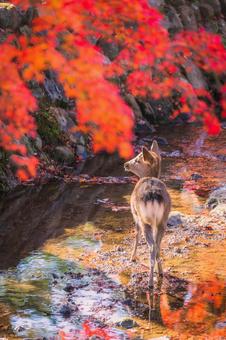 紅葉と鹿の写真