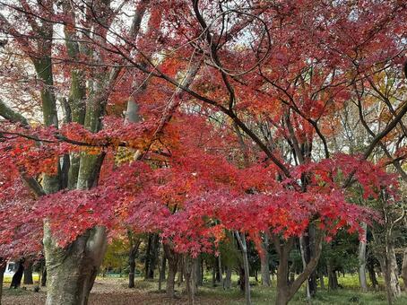 紅葉　2 紅葉,もみじ,紅葉狩りの写真素材