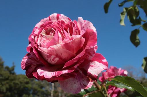 青空に咲く綺麗な薔薇を撮りました 青空に咲く綺麗な薔薇を撮りましたの写真