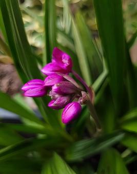 紫色の美しいコウトウシランの花 紫色の美しいコウトウシランの花 コウトウシラン,シラン,蘭の写真素材