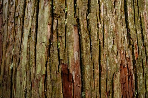 杉の樹皮のテクスチャ1 樹皮,樹肌,黒川温泉穴湯大杉の写真素材