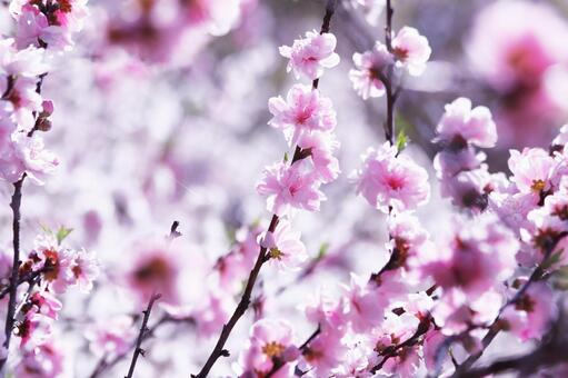 Beautiful peach blossoms in spring, JPG Beautiful peach blossoms in spring, JPG