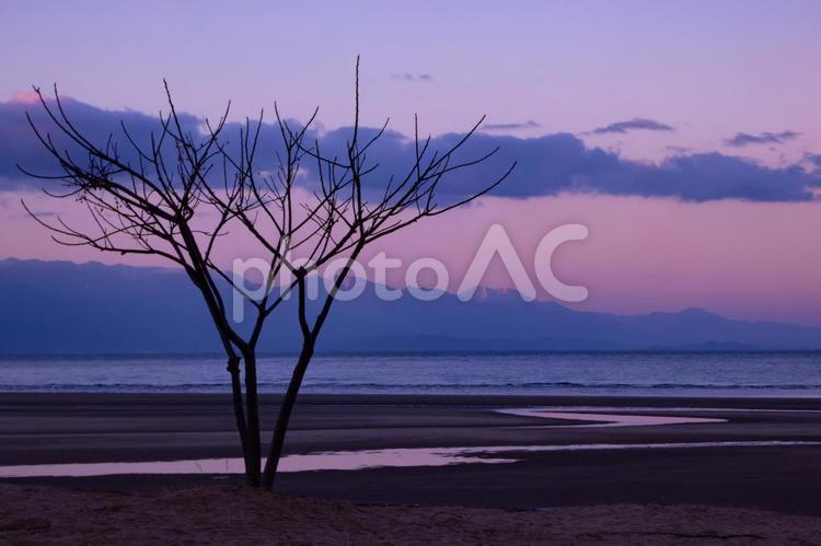 新たな光を迎える海辺 朝焼け,浜辺,ピンクの写真素材