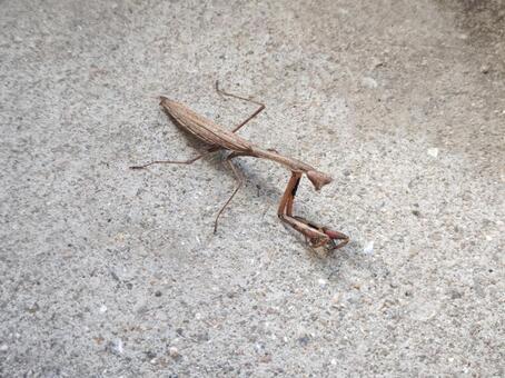 秋のカマキリ カマキリ,秋,昆虫の写真素材