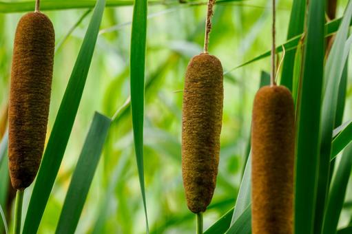 Cattail ears⑵, JPG