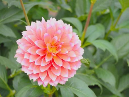 花 ダリア 薄ピンク 花 ダリア 薄ピンクの写真