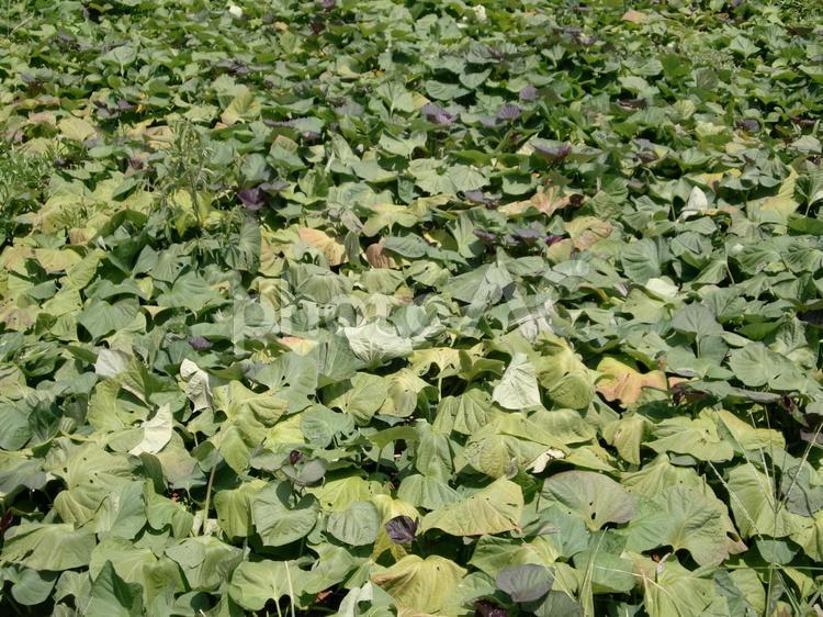 サツマイモ畑 ８月上旬のサツマイモ畑,サツマイモ畑,真夏のサツマイモ畑の写真素材