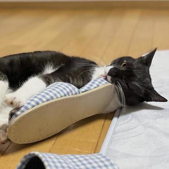 スリッパにじゃれてかじる白黒猫 ハチワレ,猫,ペットの写真素材