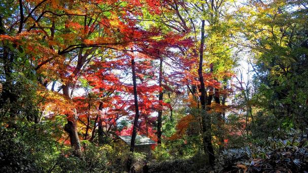 秋の天覧山・幻想的な紅葉(埼玉県飯能市) 秋の天覧山・幻想的な紅葉(埼玉県飯能市) 秋,天覧山,紅葉の写真素材