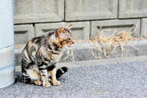猫 猫 ねこ,ネコ,動物の写真素材