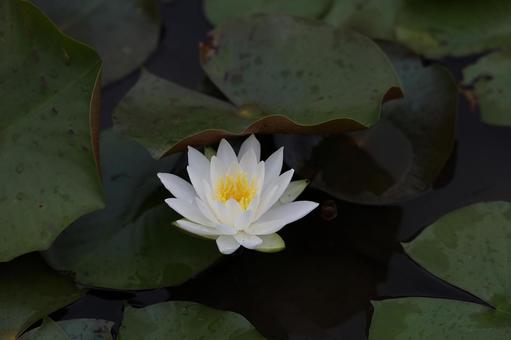 静寂の白睡蓮 スイレン,睡蓮,白の写真素材