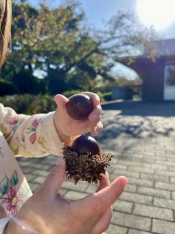 幼い子供が両手に持つ大きなクヌギの実 幼い子供が両手に持つ大きなクヌギの実 どんぐり,クヌギ,両手の写真素材