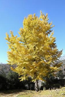 土師ダムの秋 広島県,北広島市,土師ダムの写真素材