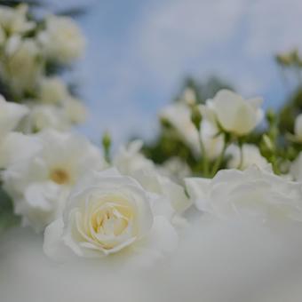 白薔薇 白薔薇の写真