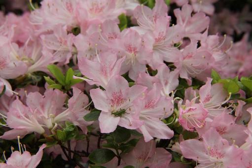Azalea, JPG